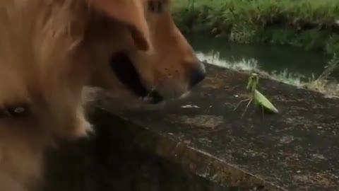 The dog worm war