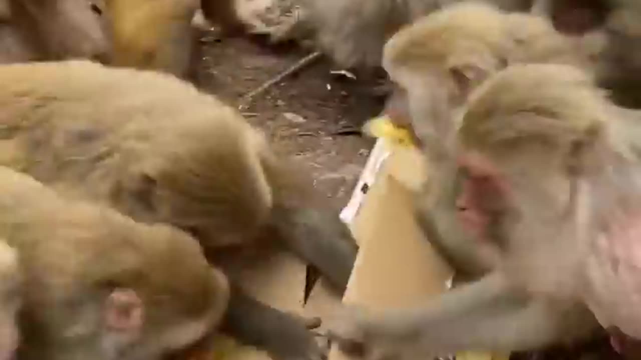 wow #monkey