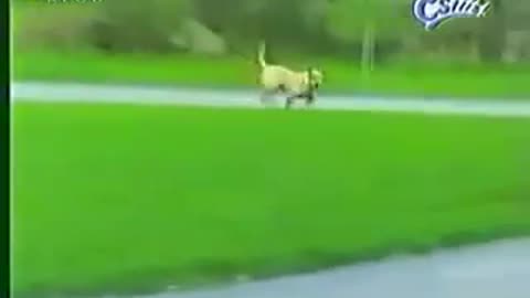 Labradord doesn't look where he is going