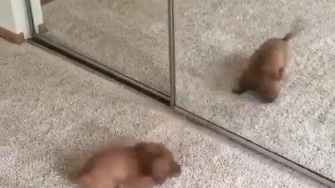 The dog who amuses himself doesn't know it in the mirror