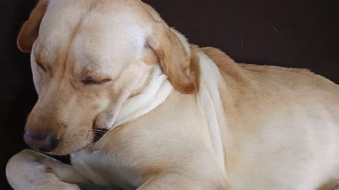 Even dogs snore post morning workout 🤣 | Chooo cute Kiko The Lab