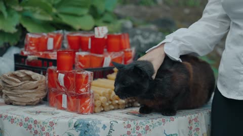 Petting a black cat near a chapel