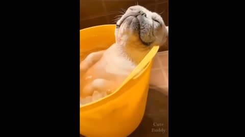 Dog Enjoys Bathing