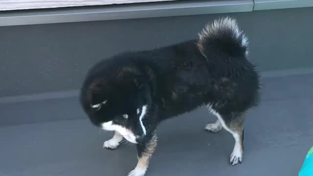 He loves playing in the water!