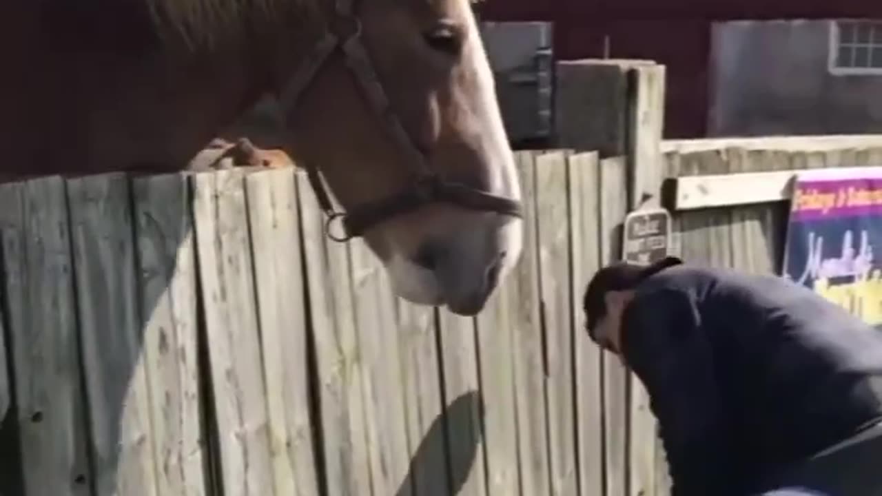 Funny animal video 🤣