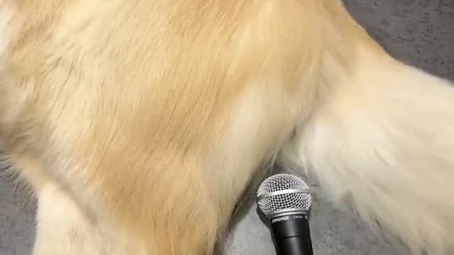 Que lindos perritos