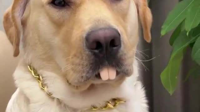 The always funny Labrador