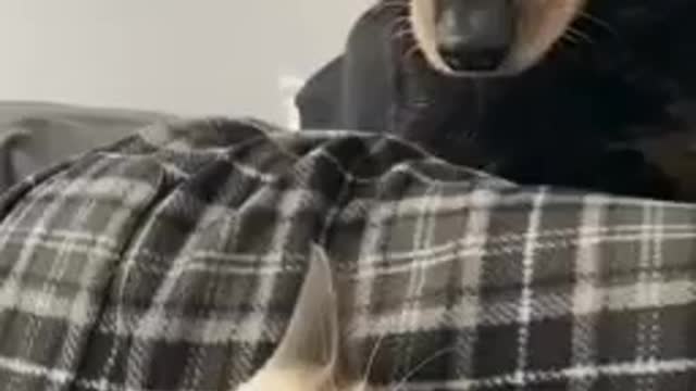 A cat 🐈 gets scared from a dog 🐕