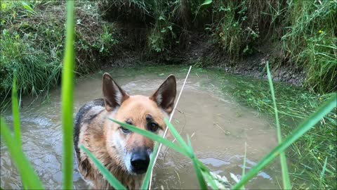 A Pet Dog Playing In A Water Pond