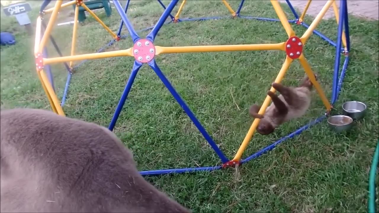 Baby Sloths Being Sloths - FUNNIEST Compilation