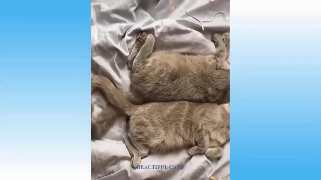 Cute playing cats complication