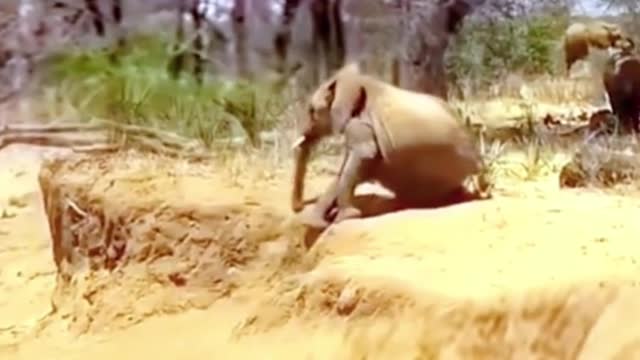 This is how the baby elephant went downhill