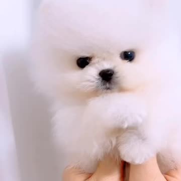 Cute puppy animal beautiful animals 🤩🤩 love animals