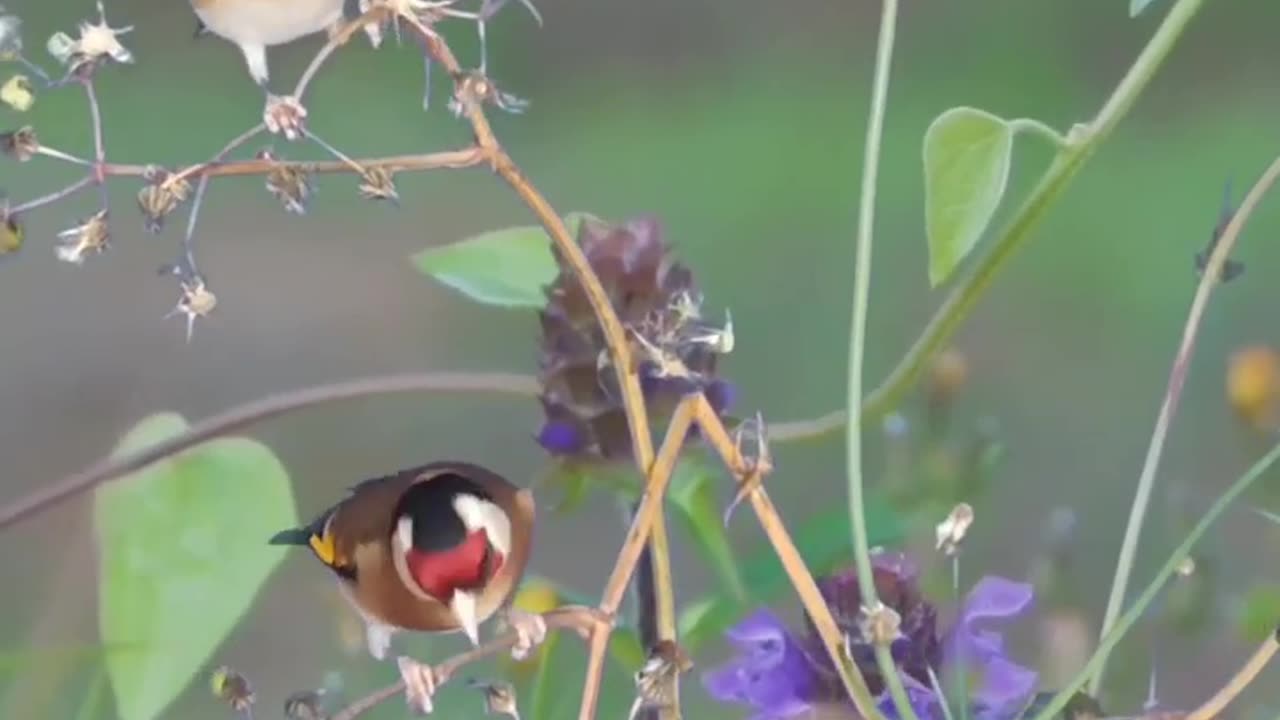 Goldfinch in the wild