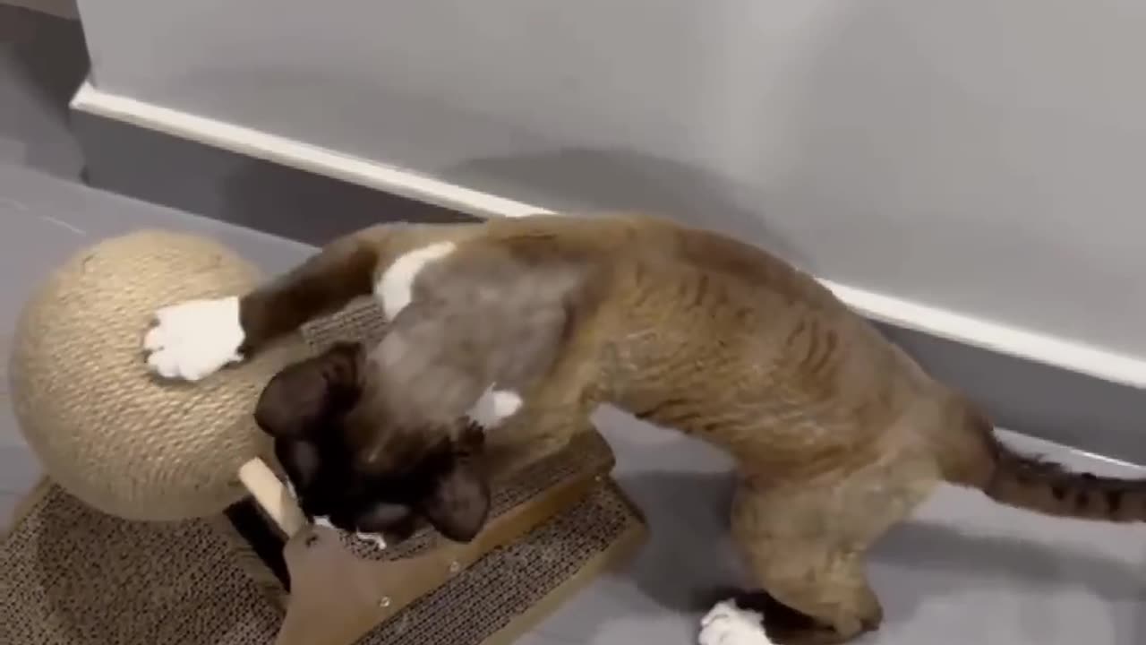 funny videos