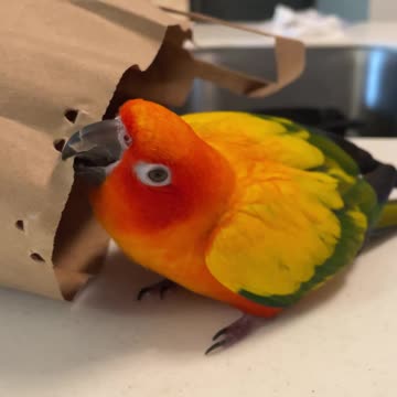 Parrot angrily kisses and rips his grocery bags