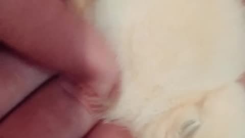 Cute Baby Bird