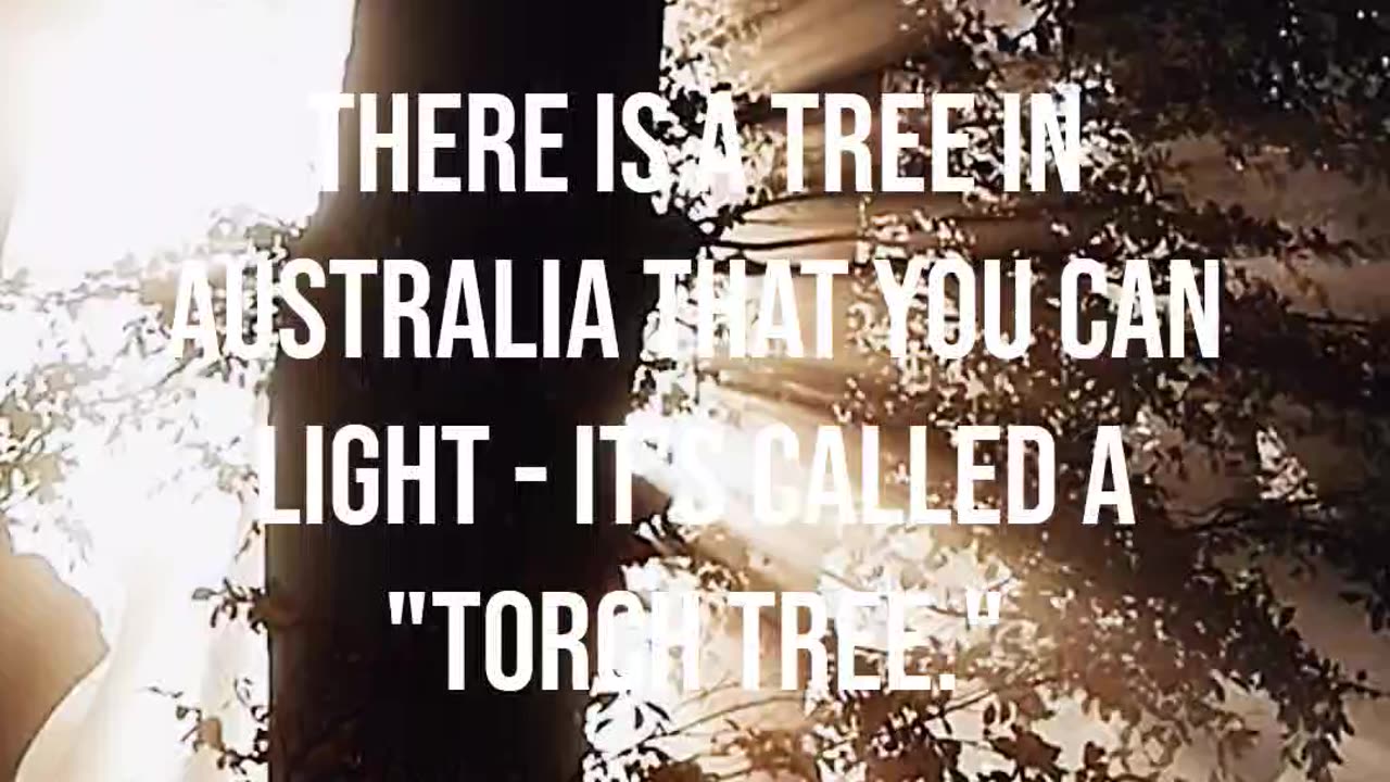 The Enchanting Torch Tree!