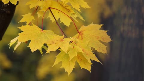 golden maple leaf