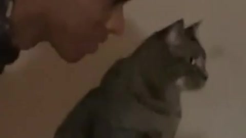 Funny cat viral video