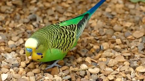 Close up View of a Parakeet