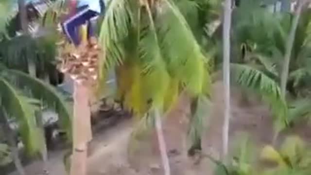 Best way to cut down a coconut tree.