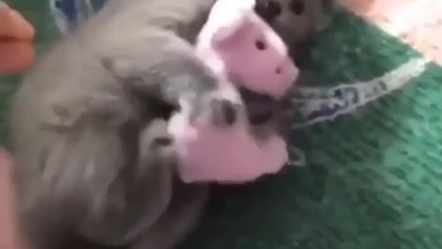 Don't touch, it's mine😻😻