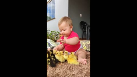 Baby preciously plays with her adorable little ducklings