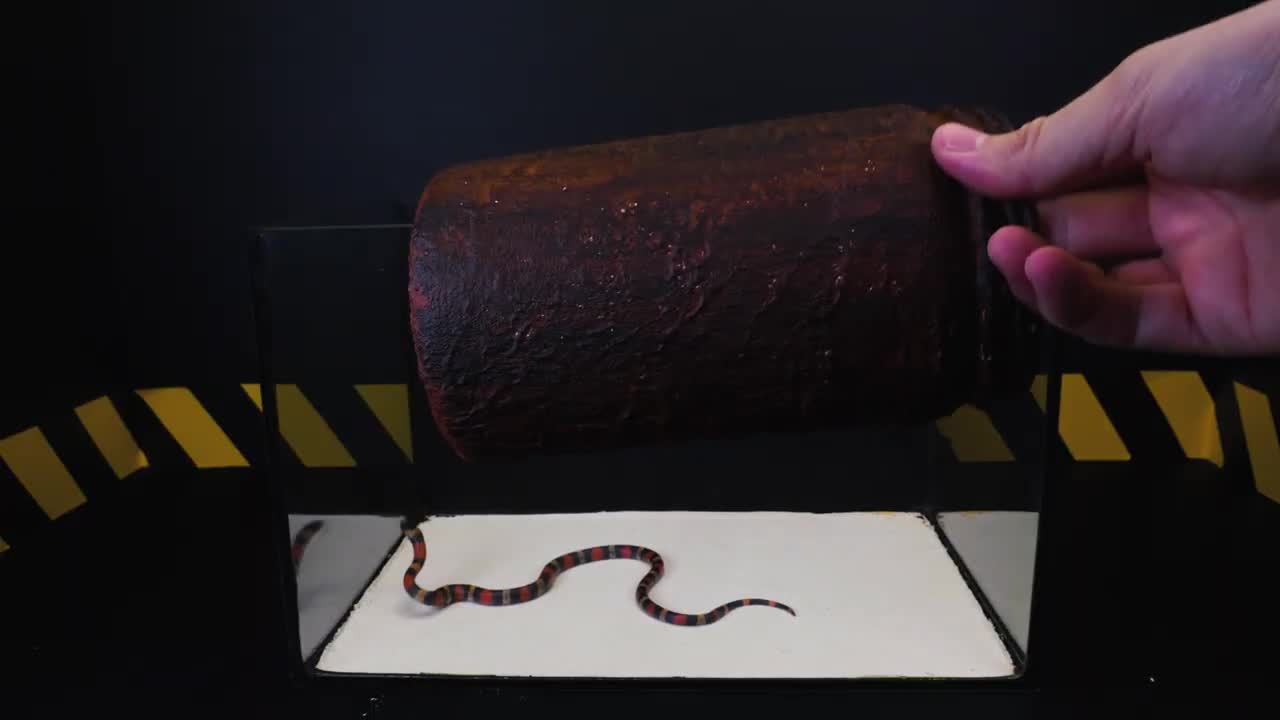 WHAT IF THE MILK SNAKE SEES LEECH? LEECH VS MILK SNAKE [Live feeding!]-7