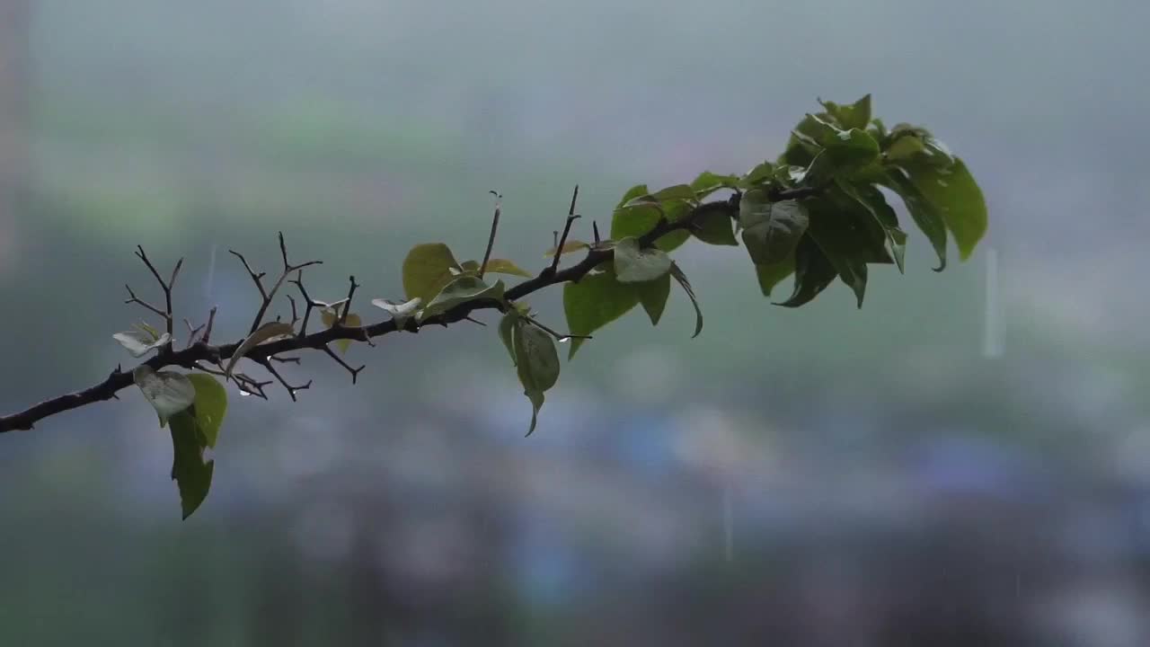 Cool raindrops kissing plant branches