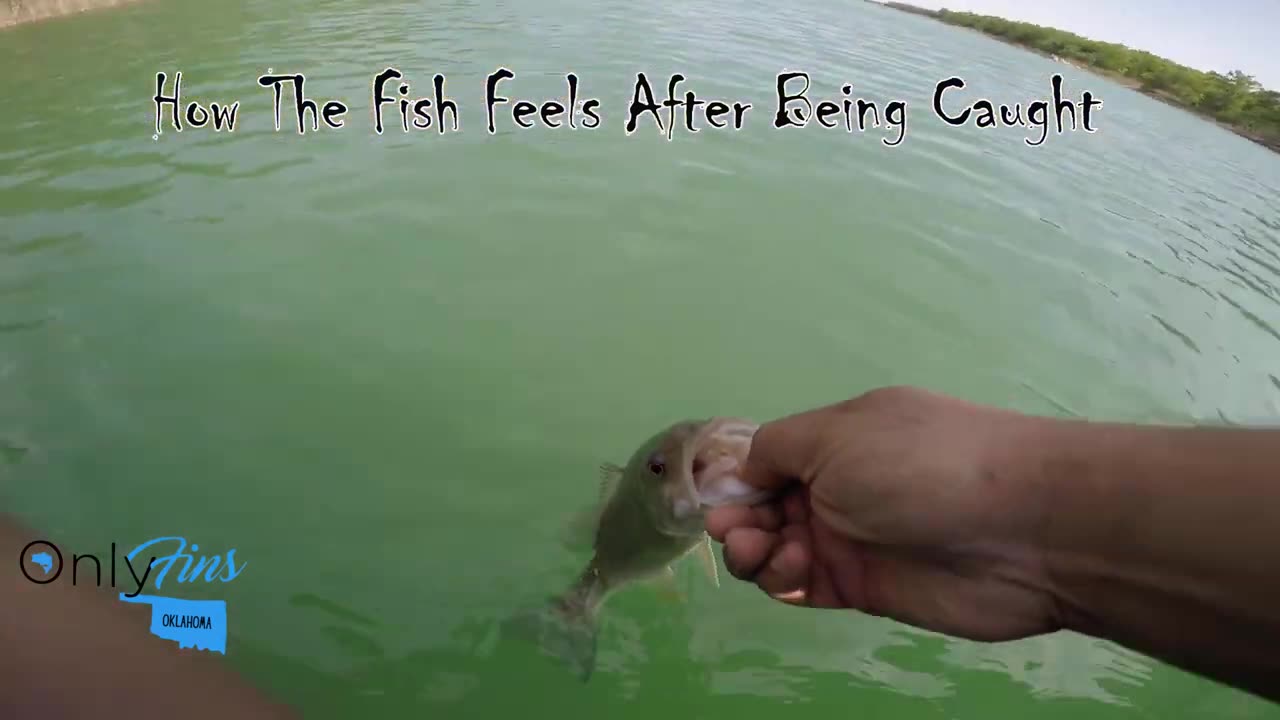 What Fish Think About When We Catch Them
