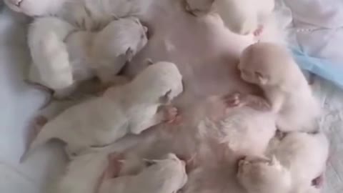 Newborn baby cats 😍🥰