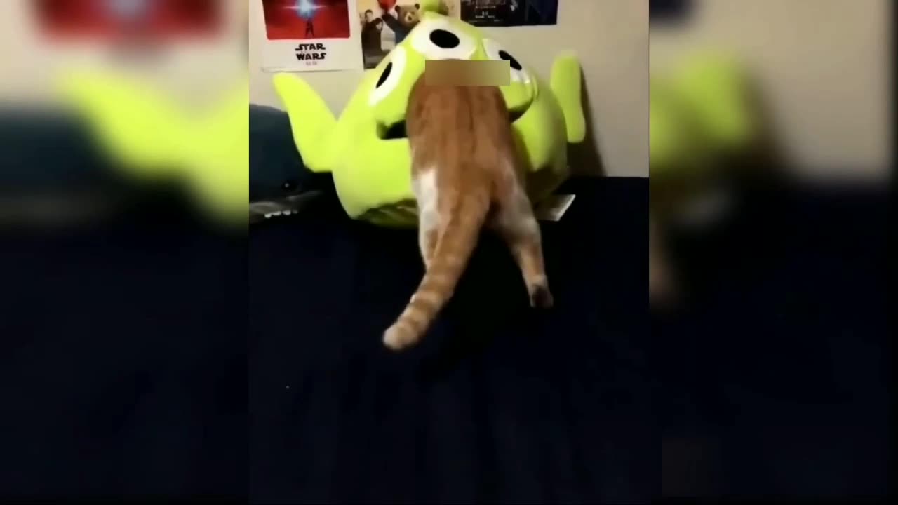 Funny moments with cats 🤣