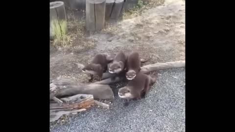 Amazing Animal Compilation - TOP 200 - FUNNY ANIMALS Part 3_4