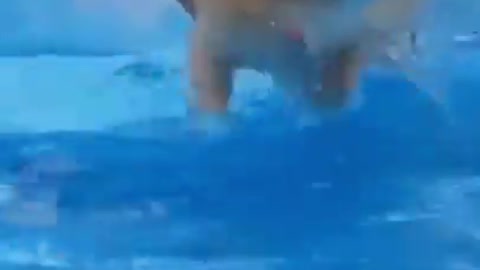 Swimming dog