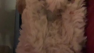 Pup chews on collar and learns her lesson