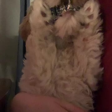 Pup chews on collar and learns her lesson