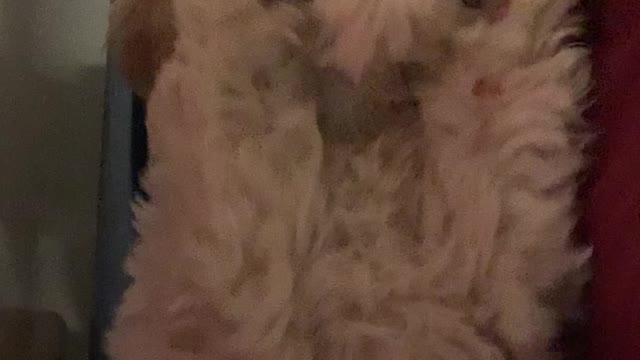 Pup chews on collar and learns her lesson