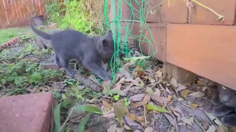 Fluff Ball and Panther exploring the garden!!