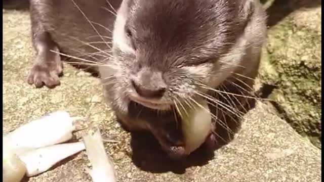 What animal is this? He's eating fish, isn't he?