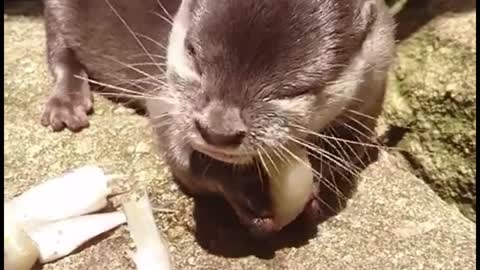 What animal is this? He's eating fish, isn't he?