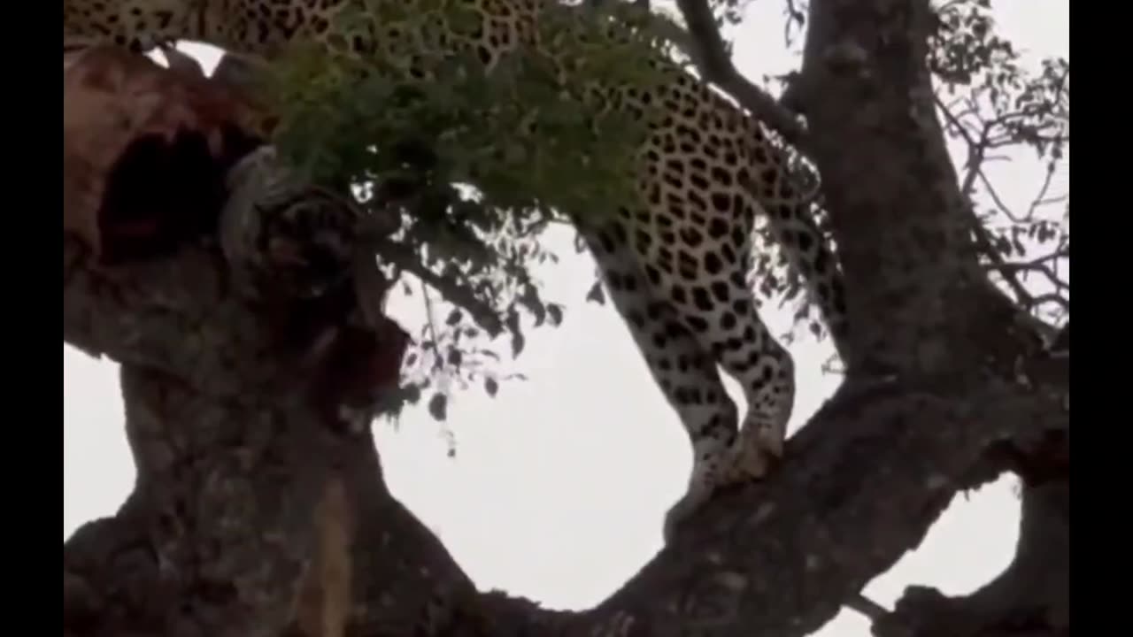 LEOPARD VS HYENA