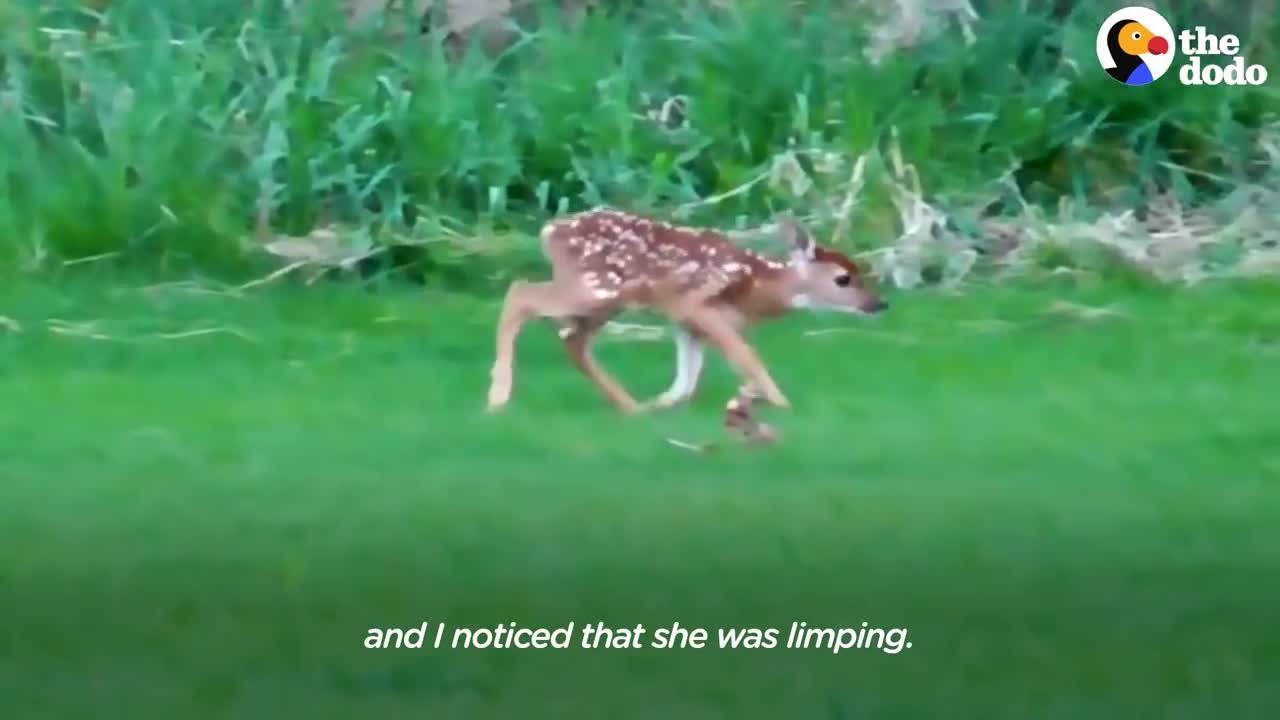 Injured Fawn Deer In Rocky Mountains Gets Adopted | The Dodo Faith = Restored