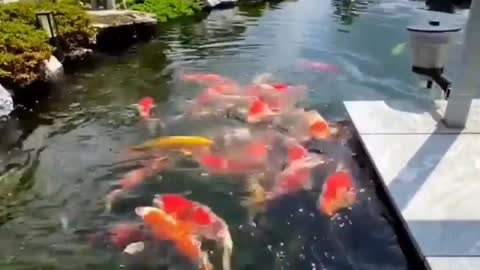 This is a beautiful and charming water-dwelling species