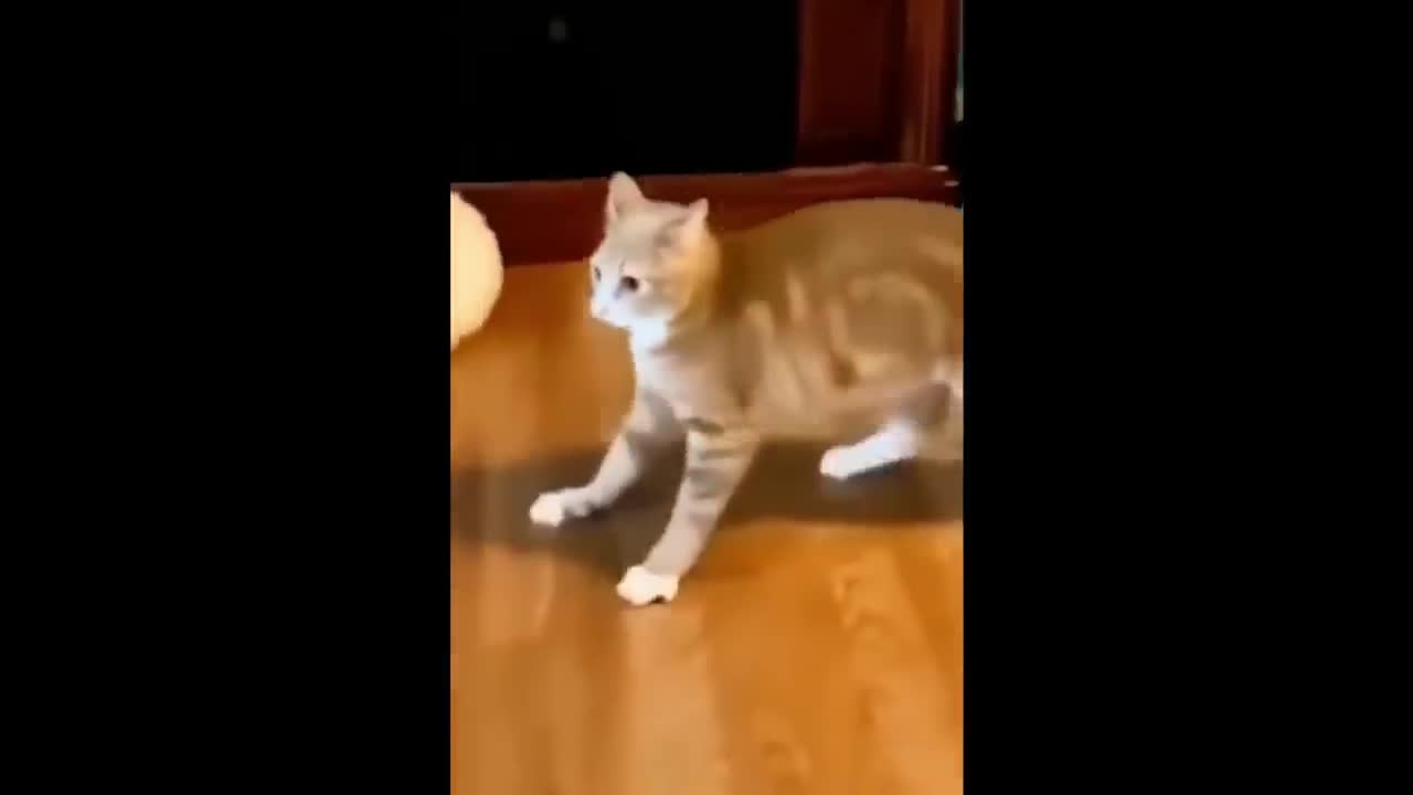 Funny Animal Videos of 2022 - "Funniest Cats & Dogs Videos"