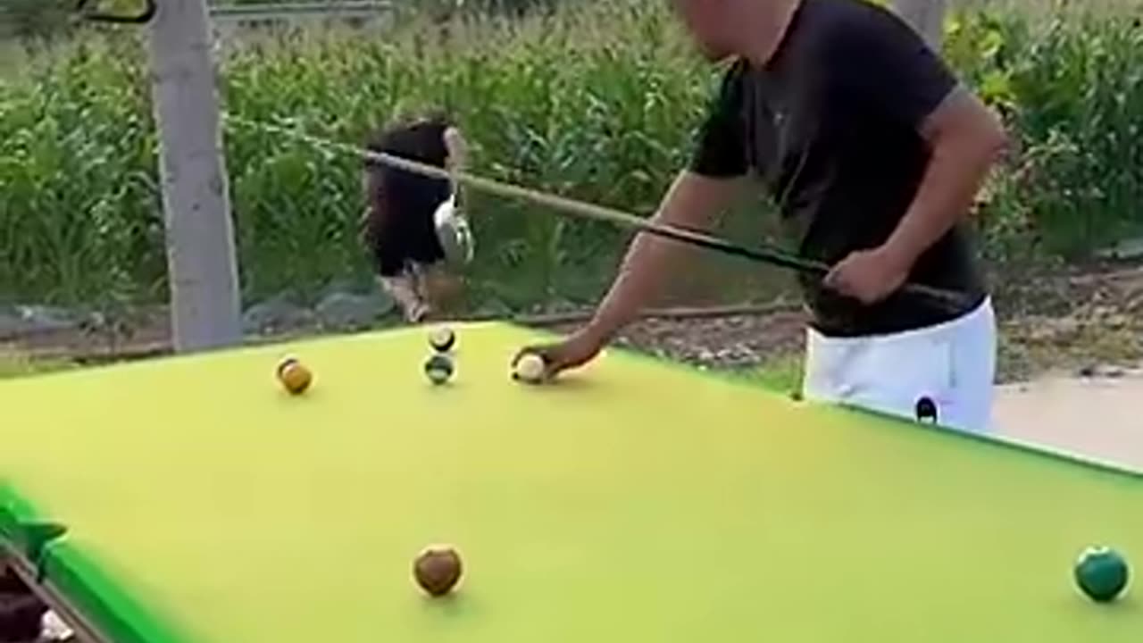 Funny Video Billiards million views _ p337 🎱