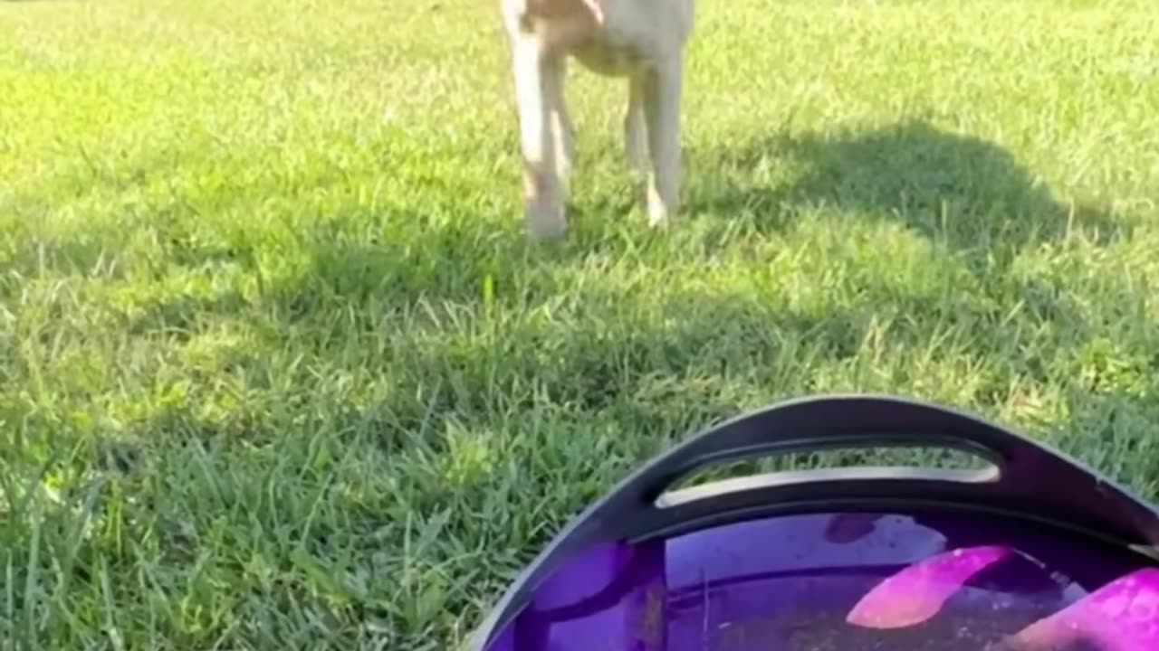 Funny Animals Compilation