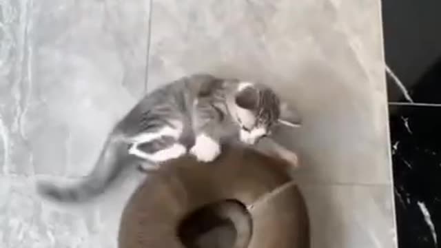 Funny Cat Compilation