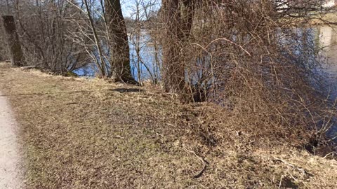 Promenad vid Svartån, Rosta, Torsten Ehrenmarks park. Örebro 30 Mars 2022