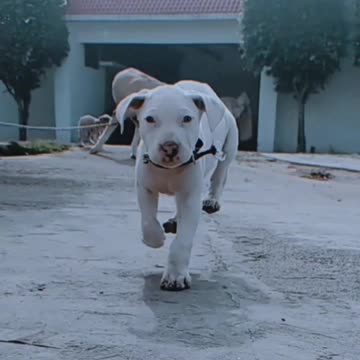 Dog Fails To Catch Gazelle In Epic Safari Footage